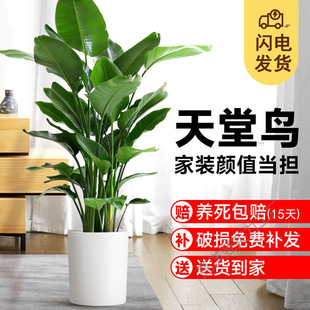 �����B�Gֲ�͏d�҃ȴ���ֲ������ȩ�����k���ұ��W�A������ȩ�Gֲ