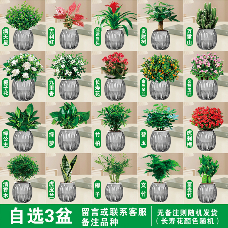 [원하는 녹색 식물과 꽃 3개 화분] 품종 비고(회색 호박 화분) + 영양액