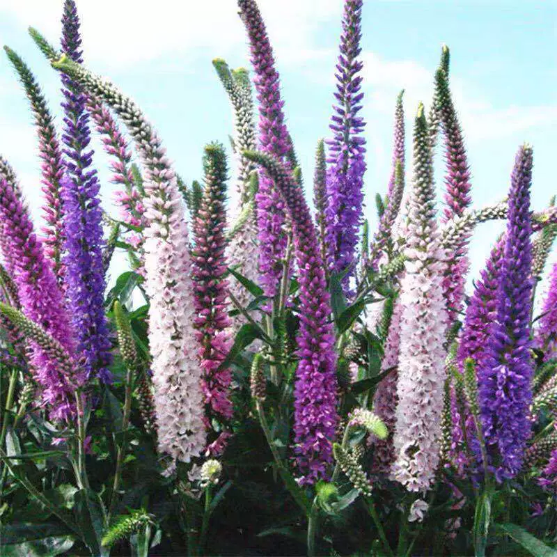 Семена вашна шип цветок вашна семена цветов четыре сезона легко жить цветение непрерывное семя цветов Семена вашна