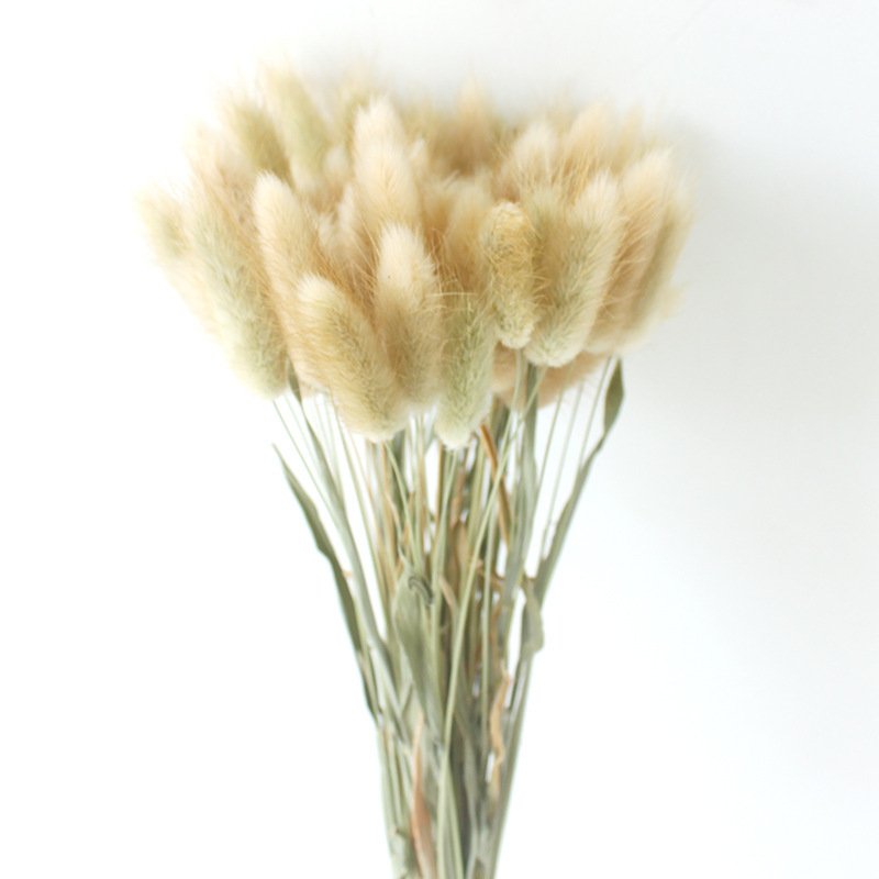 오리지널 컬러 토끼꼬리풀 (60개들이 1다발)