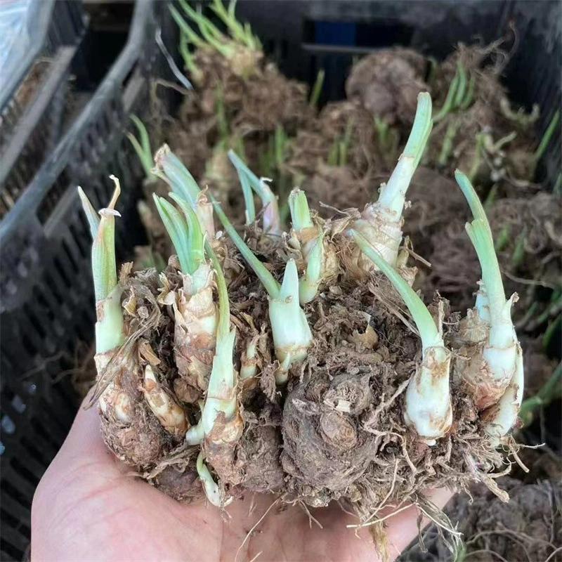 Лучжоу-аромат двойной лепесток тубероза Тубероза розовый цветок семян корня семян мяч многолетний цветок с бутоны легко жить морозостойкие многолетние