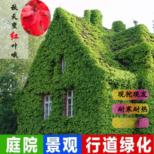 爬山虎爬藤植物四季庭院室内户外藤蔓花卉红三五叶爬墙虎盆栽树苗