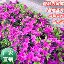 毛杜鹃夏娟毛鹃花苗工程绿化苗木毛娟小苗花庭院花坛开花植物树苗