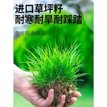 草坪草籽护坡狗牙根马尼拉四季常青庭院地毯草皮绿化黑麦草种子孑
