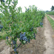 基地大量批发奥尼尔蓝莓苗 一年生两年生薄雾蓝莓苗