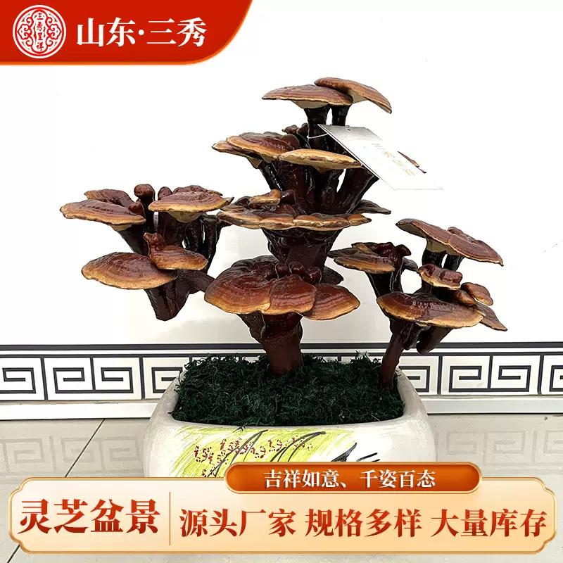 三秀呈祥灵芝工艺品灵芝盆景瑞草仙草祥瑞泰山赤灵芝摆件