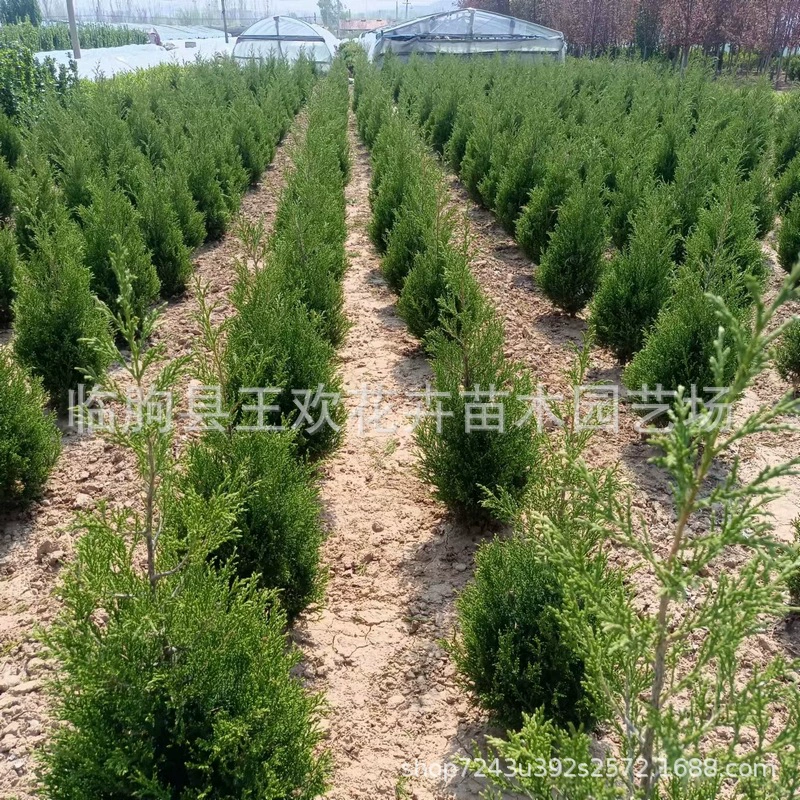 Поставка кипарисов, арборвиита и других видов кипарисов для кладбищных садов, пагод, дорог и уличных деревьев.