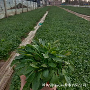 Multi-Bud Coneflower, Large-Flowered Coneflower, Multi-Bud Lake Grass Wholesale, Flower Sea Landscape, Water Body Greening, Qingzhou Base