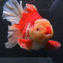 ̩ʨ���������ʨ��ͷ�����ͻ���ˮ��Ԫ��ʨ����ɫ��ˮ�����ȹ