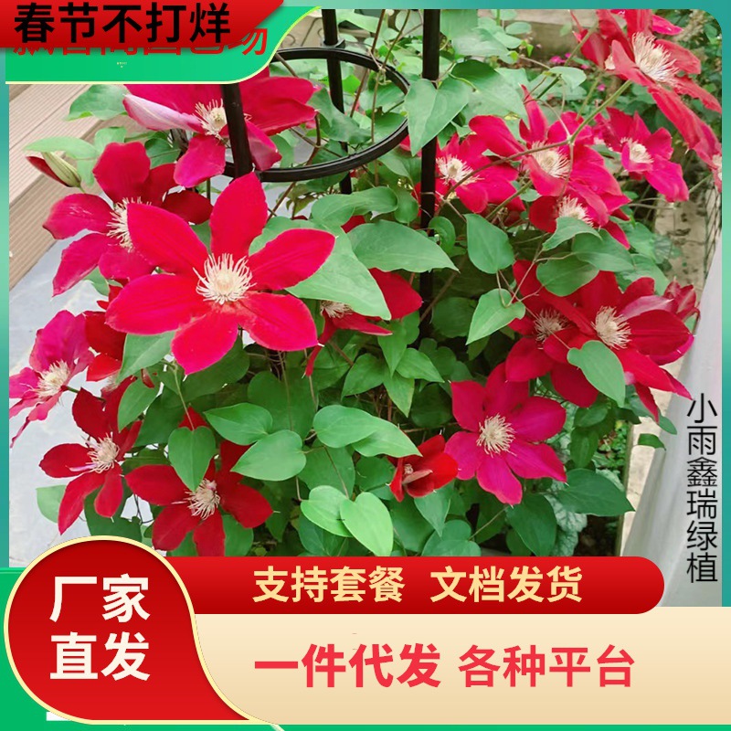 瑞贝卡铁线莲盆栽红色大花耐热爬藤植物小中大苗耐热大花藤本花卉