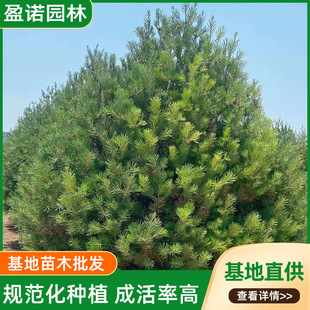 ��Ƥ��1-2��3�׻�ɽ�G���r�������Ƥ�� �@�־G���L�����Ƥ�ɘ�