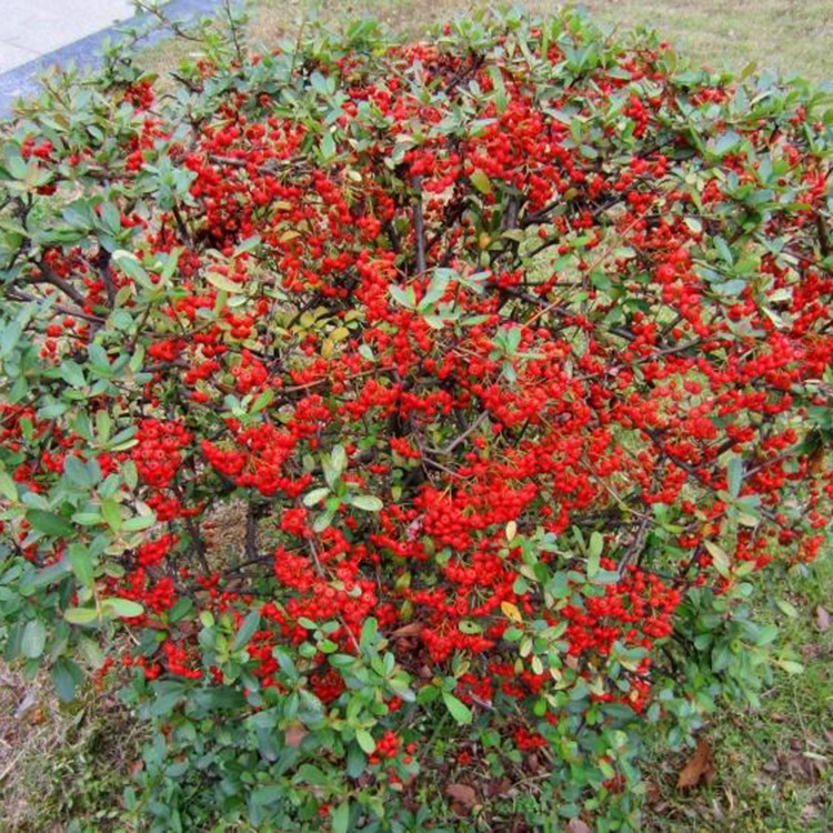 Поставка саженцев для проектов по озеленению, шариков шиповника, саженцев шариков шиповника, садовых декоративных деревьев для ландшафта двора, скидки на большие объемы.