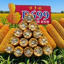 ������D699���׷N�� �s�����׷N�����l ��ͨ�r�I�s���N��