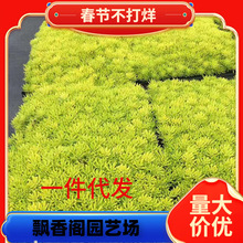 һ�����l��ײ��������͟��ͺ��ļ����G�ر�ֲ��ͥԺ���ͺ��͟�