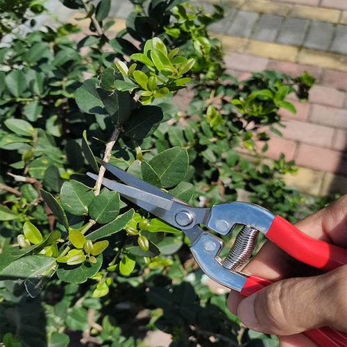 Manufacturer direct supply wholesale stainless steel dipped pruning fruit grape vegetable rare fruit branch pruning fruit branch shear