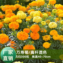 f۾շNӾջNļ׻ɫܽػNԲݻN