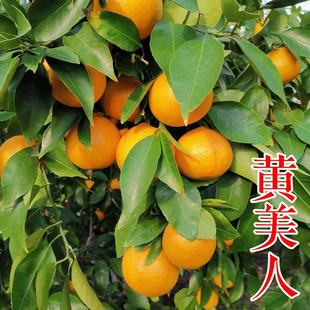 Huang Meiren Seedlings Japanese Late-Maturing New Variety Authentic One-Year-Old Ehime No. 68 No. 46 No. 43 Citrus Orange Saplings