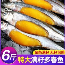 多春鱼满籽新鲜多籽鱼冷冻鱼籽鲜活海鲜特大海鱼烧烤商用食材6斤