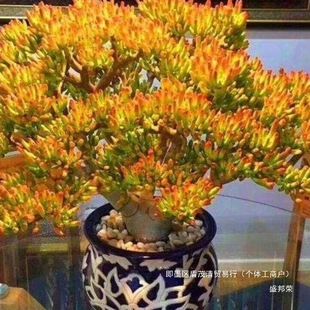 �S��ֱ�N������ؔ�����ֲ��5���Ϙ�����ÿ����B�҃��������Ի�