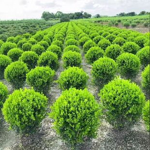 С�~�S��������S���ļ������e������ͥԺ�����ͺ��G��ֲ��h�ʠ�