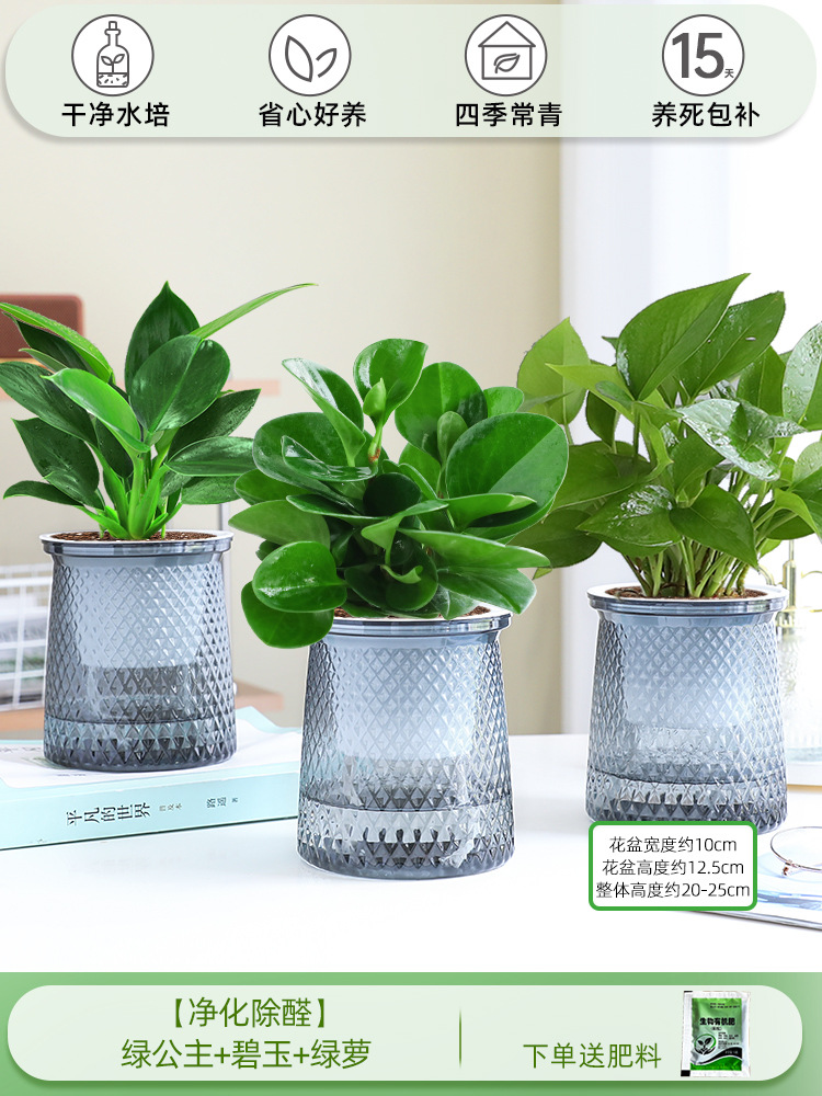 [정화 및 알데히드 제거] 그린 프린세스 + 재스퍼 + 포토스