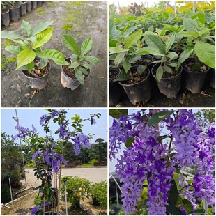 Large-Leaf Blue Flower Vine Seedlings, House Courtyard Balcony Flower Viewing Plants, Easy to Live and Easy to Grow, Long Flowering Period, Wishing Vines