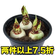 荷兰进口朱顶红大种球重瓣四季好养活盆栽植物多花室内外花卉种子