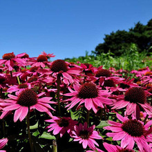 ���l��ԭ�ɹ��ջ��ܷN�Ӳݻ��N���l�廨�����Ѿ��^���ɹ��ջ��N��