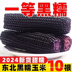 2024黑糯玉米东北新鲜黄粘甜糯粗粮大苞米早餐即食低脂代餐真空装