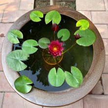 莲藕种根苗荷花苗盆栽水养莲花池塘观赏迷你睡莲水培四季种藕好养