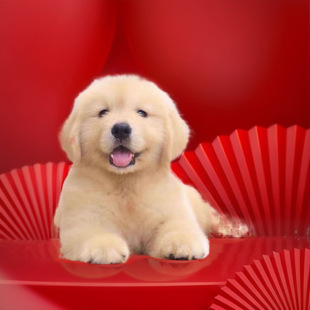 ���l��ë��Ȯ���w��������Ȯ��Ǽܽ�ëѲ��Ȯ��äȮ����Ȯ���ﹷ