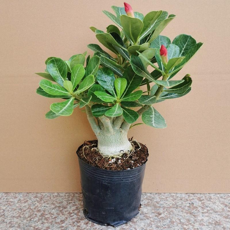 精品沙漠玫瑰盆栽重瓣带花苞夏黄金阳台好养耐旱盆景植物花卉开花