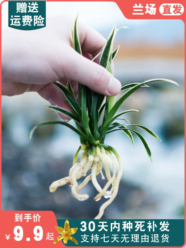 Гений корона, ростки орхидеи-гнома, комнатные цветы в горшках, легко живущие зеленые растения, орхидея бонсай, маленькие орхидеи, маленькие зеленые растения, рабочий стол