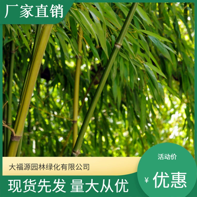 Прямые продажи с места происхождения, саженцы зеленого бамбука для проектов по зеленению, саженцы декоративного бамбука для двора, круглый год, вечнозеленые, полные характеристики.