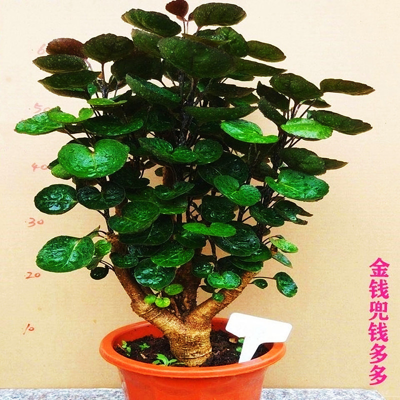 Money Bag Potted Plant Fulu Round Leaf Paulownia Money Tree Money Tree Indoor Living Room Green Plants Florals Gardening Plants to Make Money