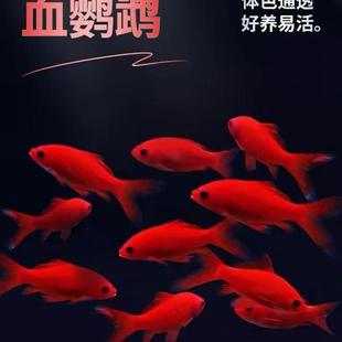 Cold Water Ornamental Fish Chinese Red Cold Water Parrot Fish Is Resistant to Cold and Grassy Goldfish Black Grape Eye Freshwater Fish Is Easy to Raise
