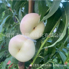 ���Ҙ�����Ʒ�N �������Ҙ��� ����ѩ�Ҙ�������r�g�L�����A�\