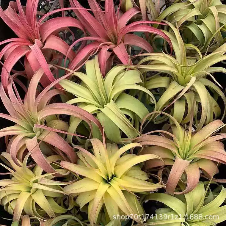 Air Tieran Eric (Гибридный электрический горячий ролл Becoli) Высококачественные сорта Беспочвенные растения оптом