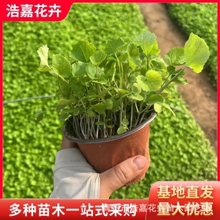 二月兰杯苗盆栽诸葛菜 宿根花卉地被植物草花绿化草花植物二月兰