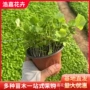 植物盆栽绿化地被植物二月兰