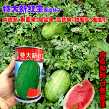 新红宝西瓜种籽特大巨型西瓜种子新抗病西瓜种子家庭菜园庭院西瓜