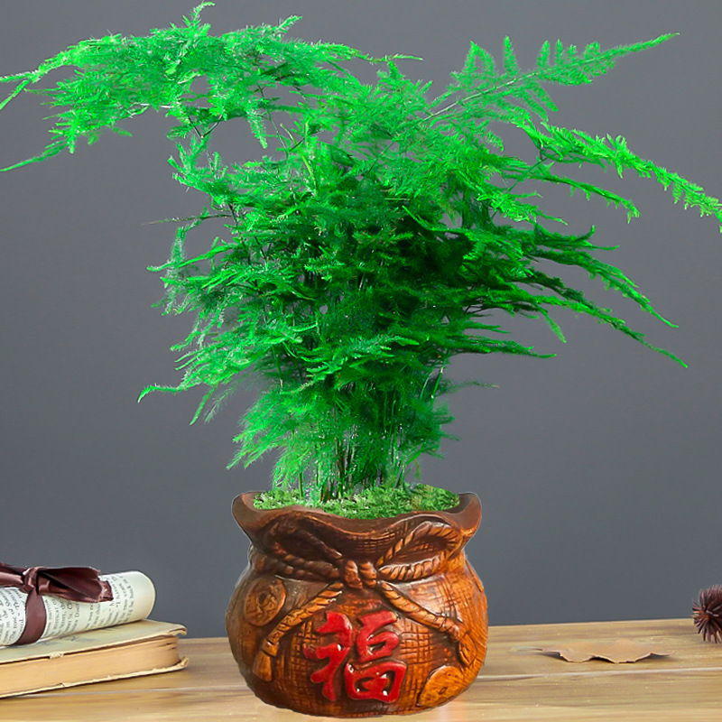 복주머니 세라믹 화분 [중화분 아스파라거스] 뿌리 파우더 포함