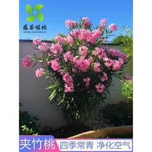 ���~�Ҙ�ͥԺ���܊A�������������ԃ����՚��ļ����๤�̾G������