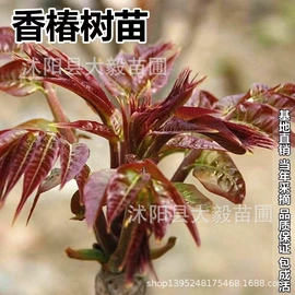 乔木;盆栽;灌木
