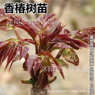 Toona Sinensis Seedlings, Red Oil, Toona Sinensis Saplings, Fragrant Spring Tree Saplings, Fresh Potted Edible Spring Bud Trees, Toona Sinensis Trees