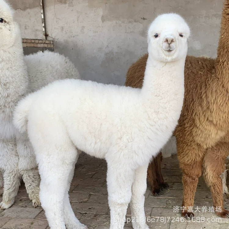 Альпака жить домашнее животное маленькая цена альпака в помещении разведения домашних животных Трава Грязь лошадь сколько Альпака разведения