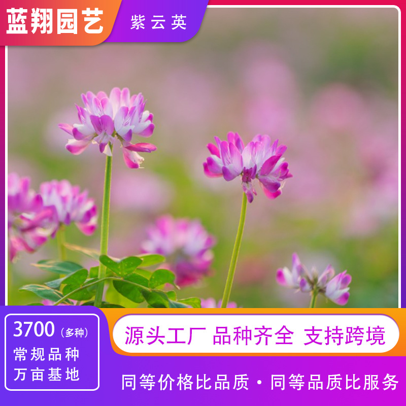 批发紫云英种子蜜源植物草籽四季牧草草种养蜂红花草果园绿肥种籽