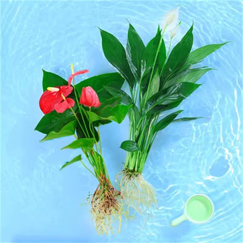 특가 수경재배 국화단일식물 + 백색야자 2식물(수경재배) + 영양액