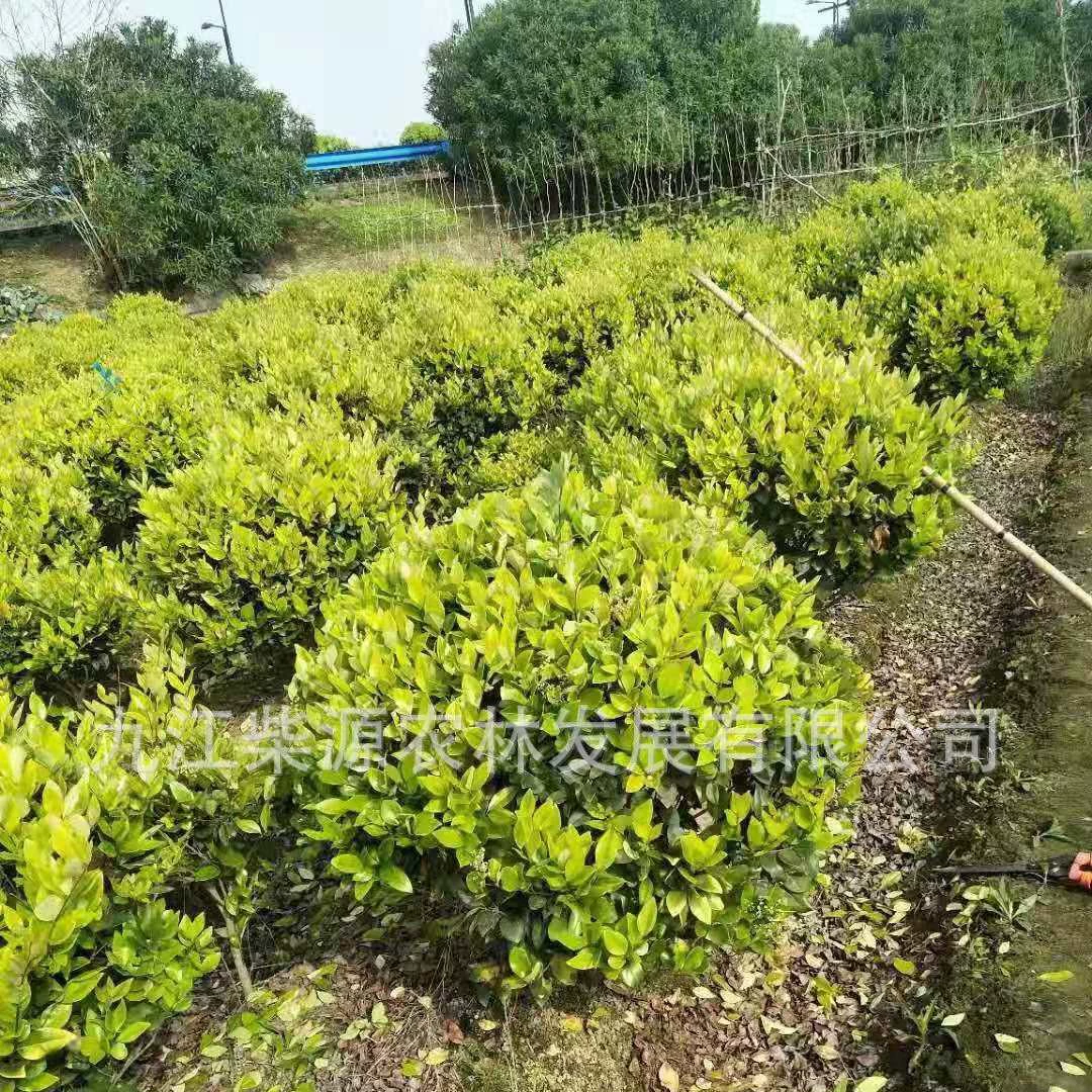 Оптовая продажа саженцев Катсура 120cm Шары Катсура 150cm 80cm Шары Лигуструма 50cm