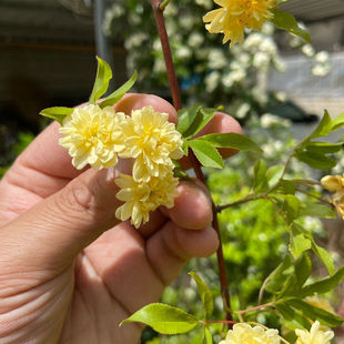 ��ľ�㻨����Ԯ����ֲ��tľ�����Nޱ�Sɫ����Gֲ��������